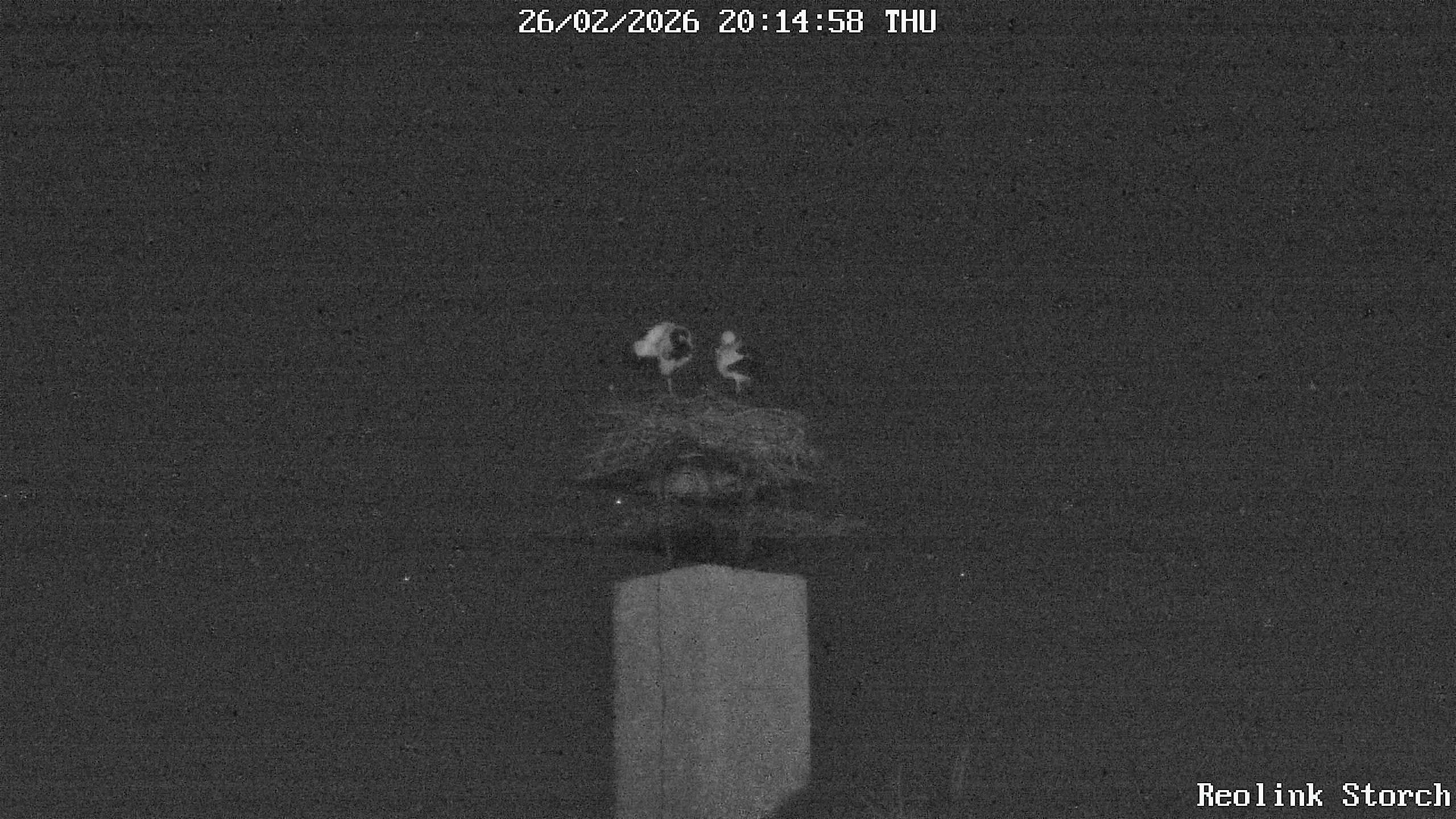 Storchencam Bild